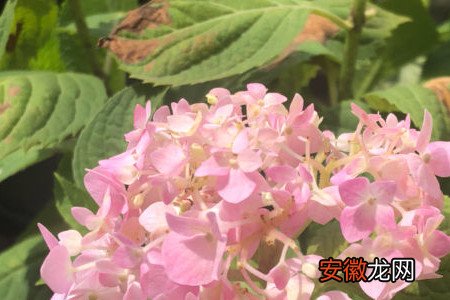 【花】无尽夏绣球花的养殖方法和注意事项