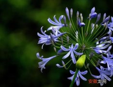 【种植】百子莲的种植方法