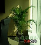 【散尾葵】空气保卫战--植物士兵散尾葵