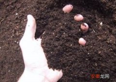 【制作】马齿苋盆栽土如何制作