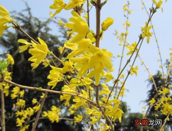 【花】迎春花的冬季养护方法