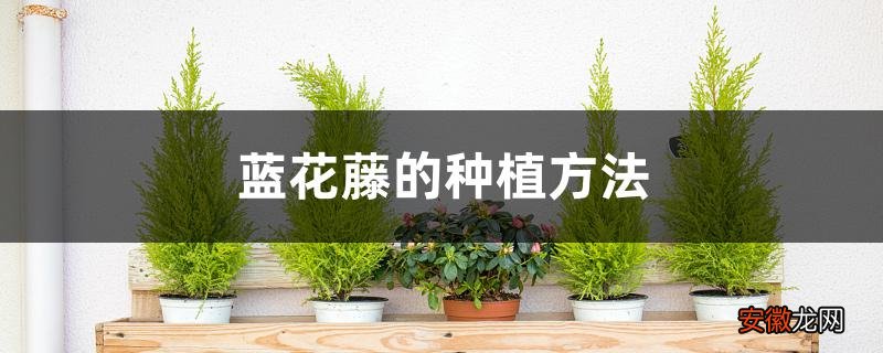 【种植方法】蓝花藤的种植方法