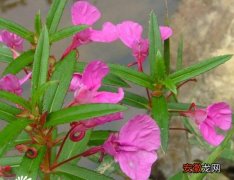 【花】凤仙花的养殖方法与注意事项