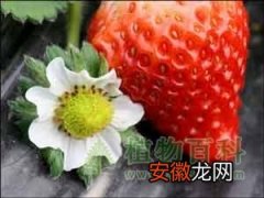 【草莓】草莓概述