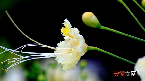 【种子】金凤花种子的种植方法