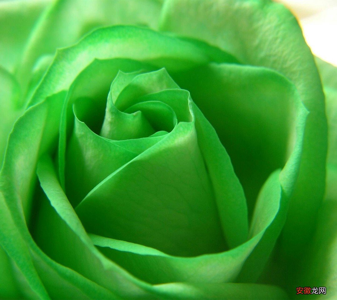 【玫瑰花】一朵绿色玫瑰花图片有哪些？