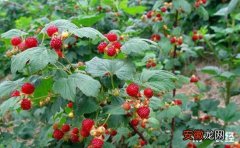 【树莓】树莓种植如何实现高产？树莓的高产种植技术有哪些？