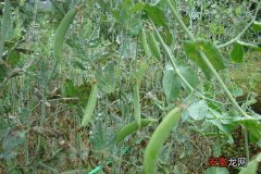 【种植】豌豆的种植技术