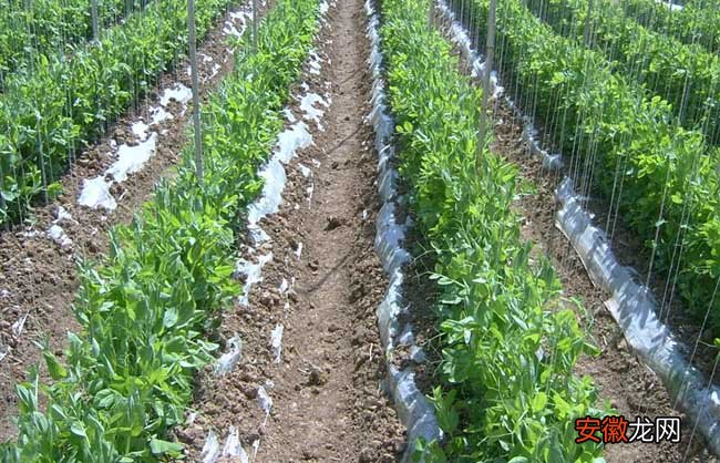 【种植】豌豆的种植技术