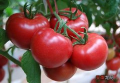 【种植】番茄的种植时间