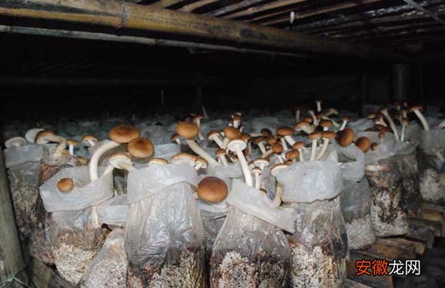【茶树菇】茶树菇的生长条件有哪些？