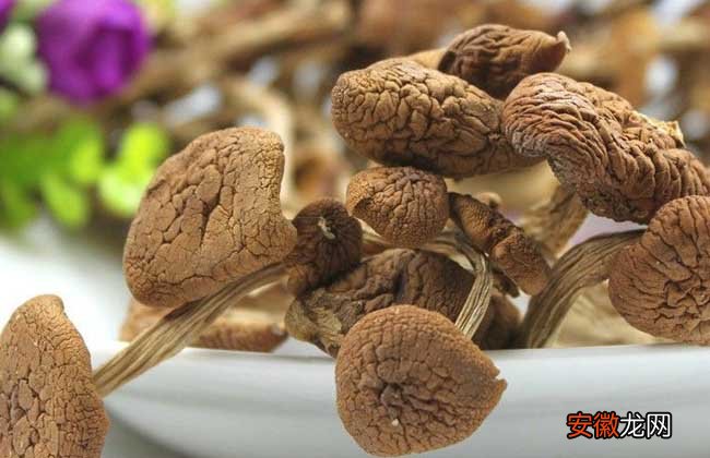 【茶树菇】茶树菇的生长条件有哪些？