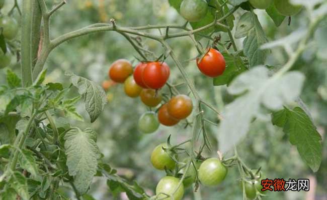 【桃】樱桃小番茄种植技术