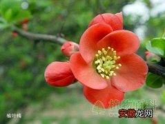 【花】灌木花――榆叶梅和贴梗海棠
