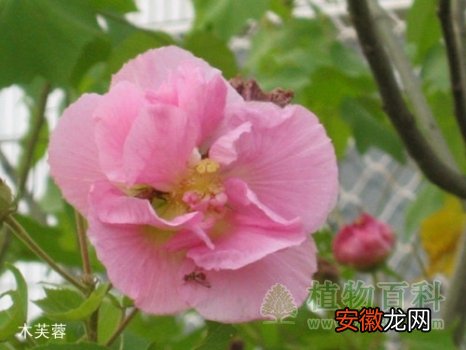 【花】灌木花――木槿和木芙蓉