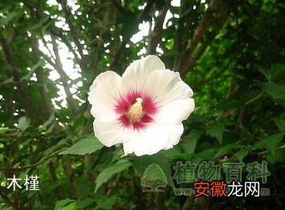 【花】灌木花――木槿和木芙蓉