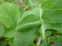 【虫害】青菜主要虫害的防治方法