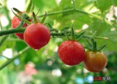【种子】西红柿种子怎么种？