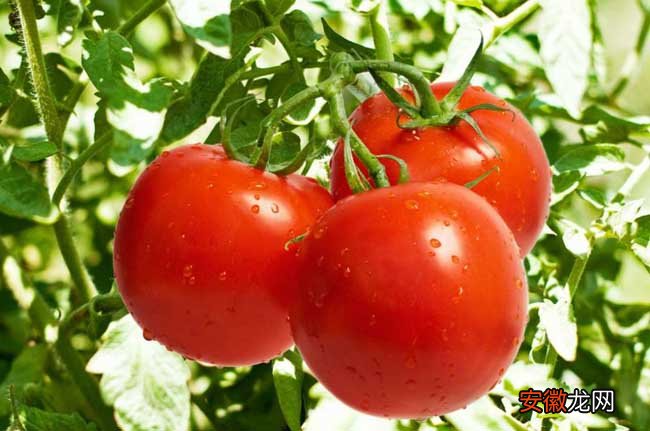 【种子】西红柿种子怎么种？