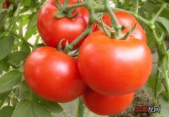 【种子】高产的西红柿种子有哪些？