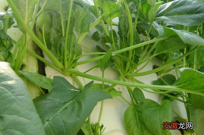 【常见】菠菜常见病虫害防治方法