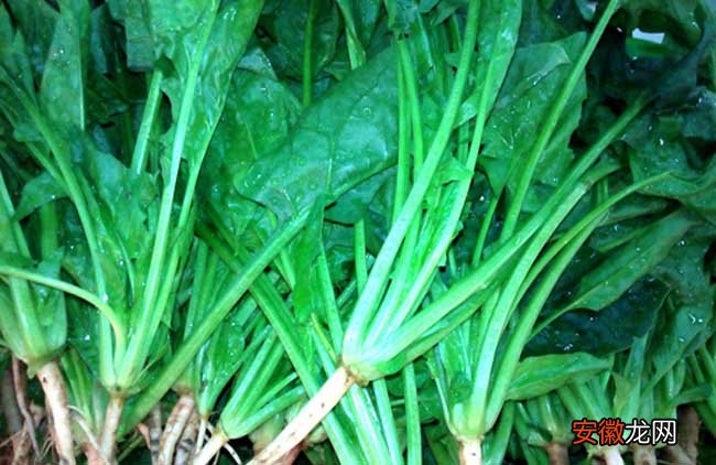 【常见】菠菜常见病虫害防治方法