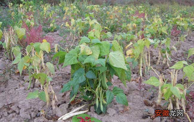 【种植】芸豆的种植技术