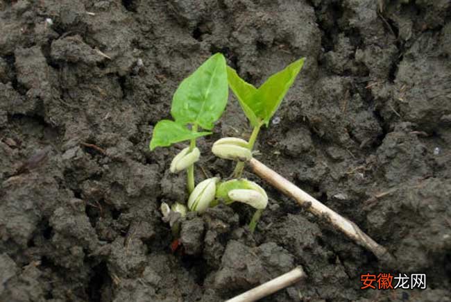 【种植】豇豆的种植时间