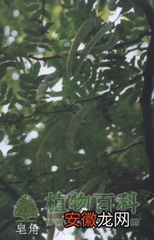【龙血树】茶条槭、皂角、龙血树、猫尾木【奇特观果植物】