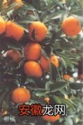 【葡萄】柑橘、蒲桃、葡萄、榆钱 【观果植物】
