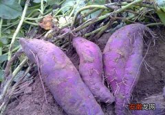 【种植】紫薯种植技术