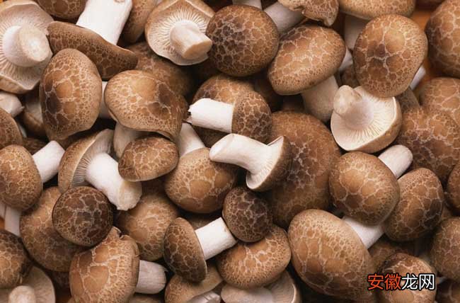 【花菇】花菇与香菇的区别有哪些？