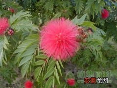 【花】高贵的木本花――形色奇妙