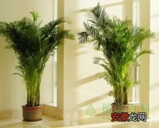 【植物】室内放绿色植物冬天可增湿