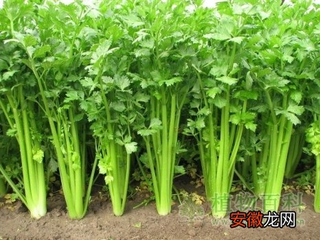 【种植】【芹菜的种植时间】芹菜什么时候播种