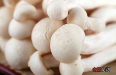 【栽培】海鲜菇栽培技术
