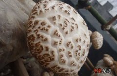 【花菇】花菇高产种植技术