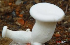 【种植】白灵菇高产种植技术