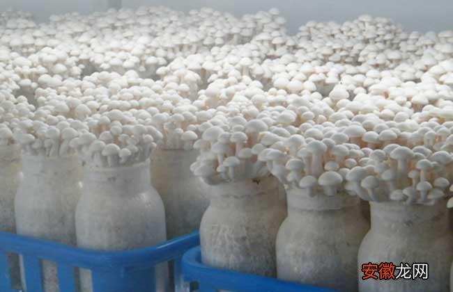 【种植】白玉菇种植技术