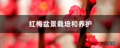 【栽培】红梅盆景栽培和养护
