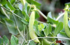 【种子】豌豆种子价格及种植方法