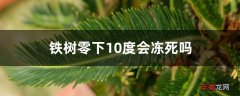 【盆栽】铁树零下10度会冻死吗，盆栽铁树怎样过冬