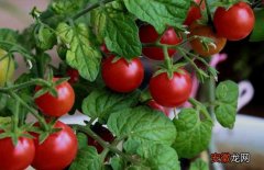 【价格】西红柿种子价格及种植方法