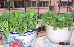 【种植】阳台上种植白菜的方法