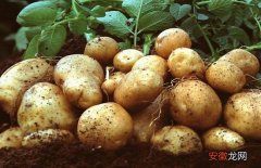 【种植】土豆的种植时间与方法