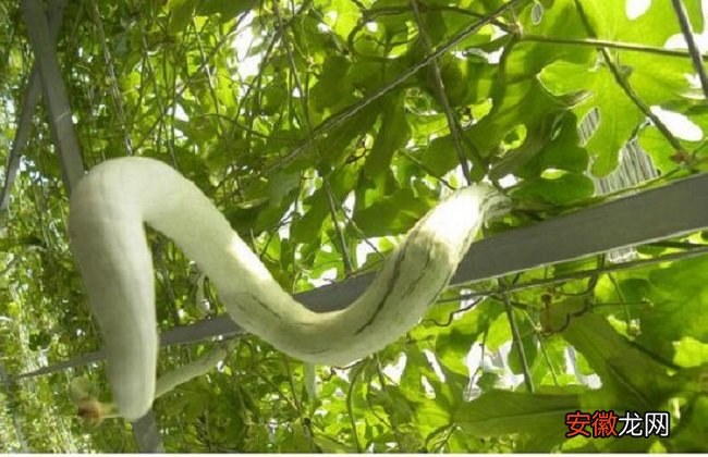 【种植方法】蛇瓜的种植方法