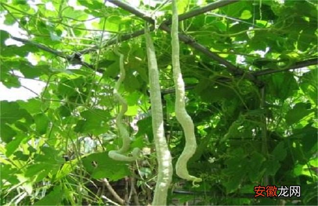【种植方法】蛇瓜的种植方法