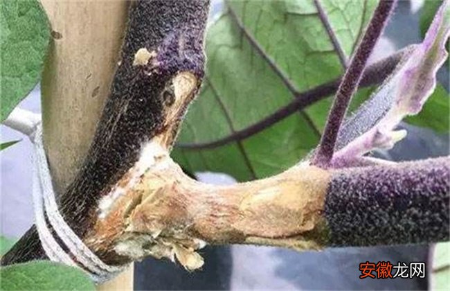 【常见】茄子常见病虫害与防治方法