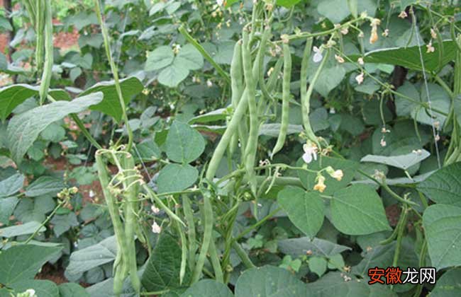 【种植】四季豆的种植时间和种植方法