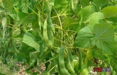 【种植】四季豆的种植时间和种植方法